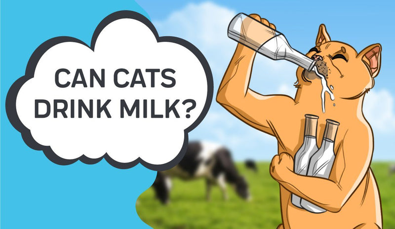 Can Cats Drink Milk?