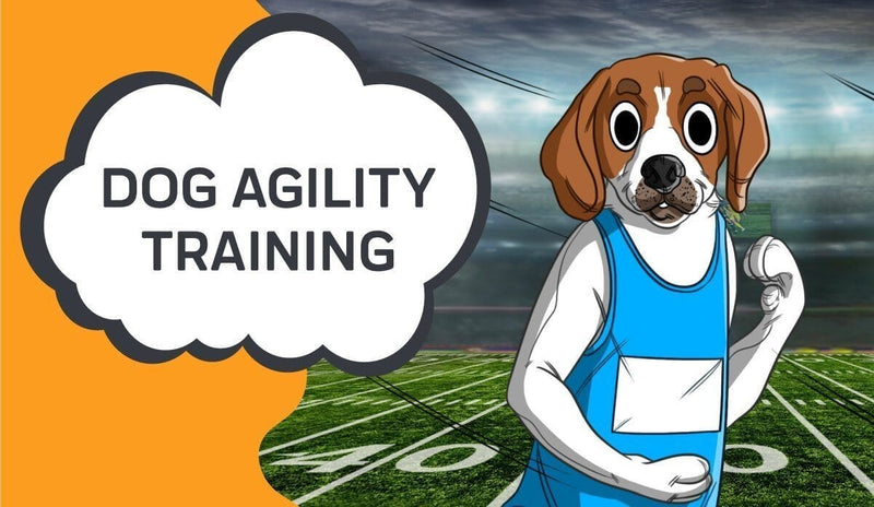 Dog Agility Training