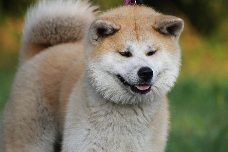 rare dog breeds that look like foxes