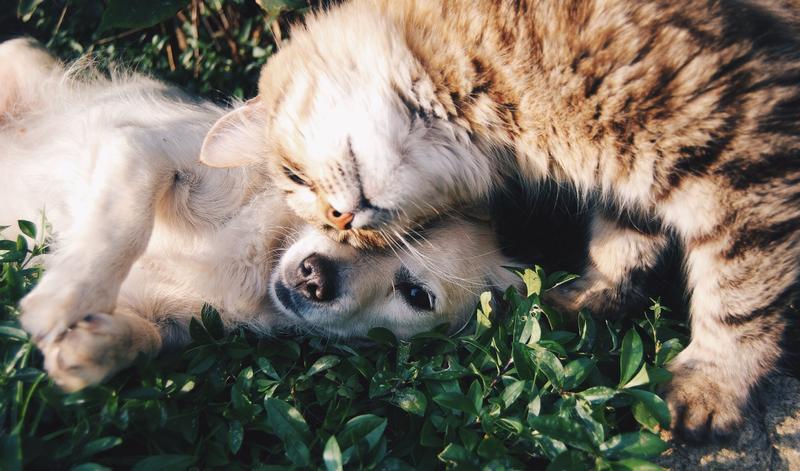 Which of Our Four-Legged-Friends Is the Best Cure for Loneliness?