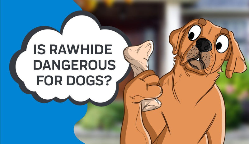 Is Rawhide Dangerous for Dogs