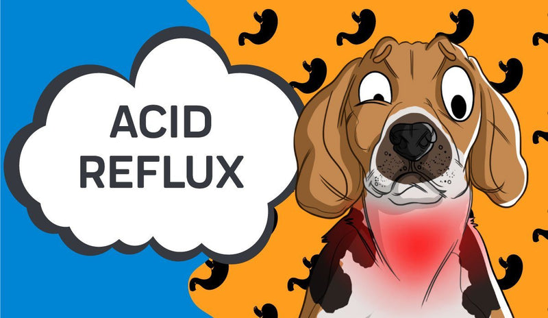 Acid Reflux