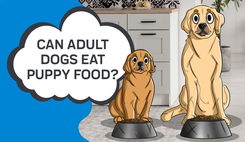 Can Adult Dogs Eat Puppy Food?