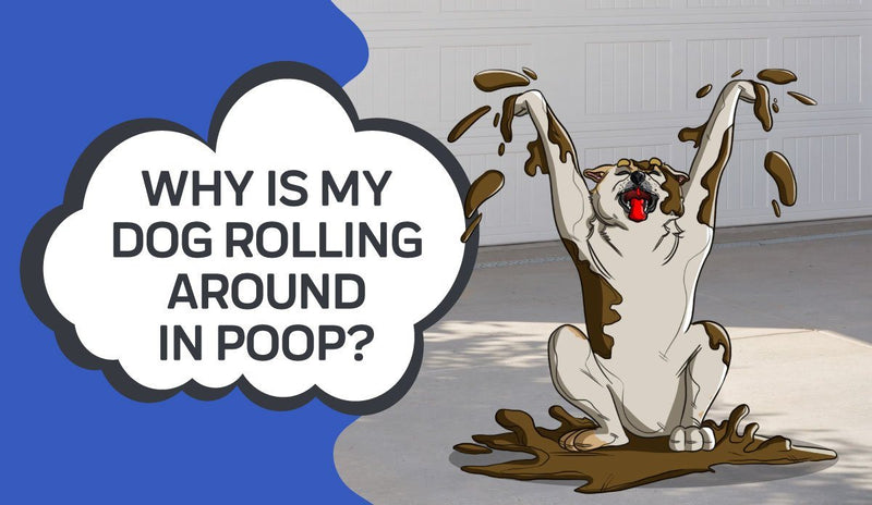 Why is my Dog Rolling Around in Poop?