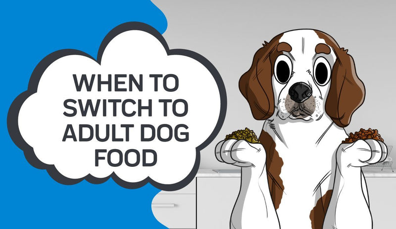 When to Switch to Adult Dog Food