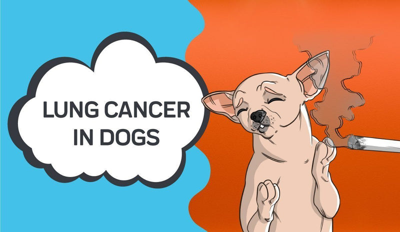 Lung Cancer in Dogs