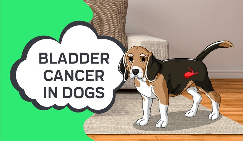 Bladder Cancer in Dogs