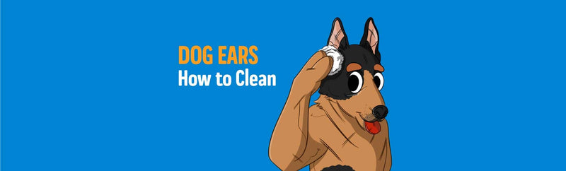 How to Clean Dog Ears