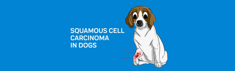 Squamous Cell Carcinoma In Dogs