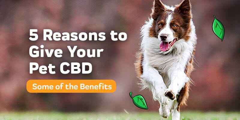 Five Reasons to Give Your Pet CBD