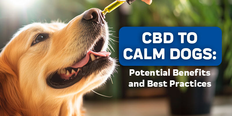 CBD to Calm Dogs: Understanding the Potential Benefits and Best Practices