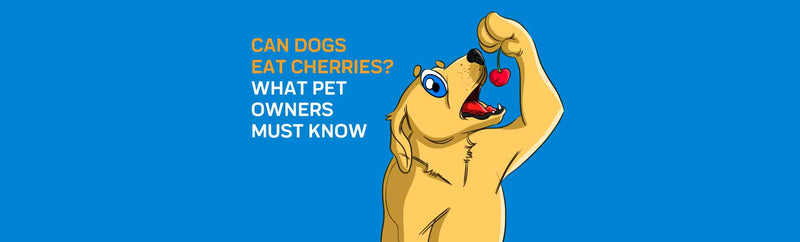 Can Dogs Eat Cherries?