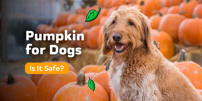 Pumpkin for Dogs