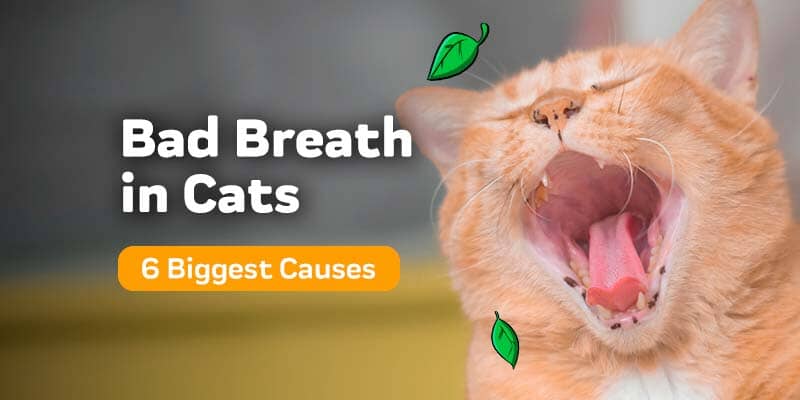 Bad Breath in Cats: 6 Biggest Causes & How To Get Rid Of It