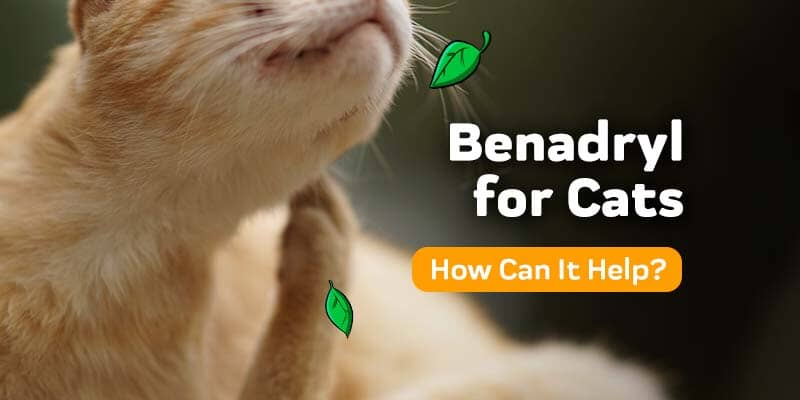 Benadryl for Cats: How Much and How Often?