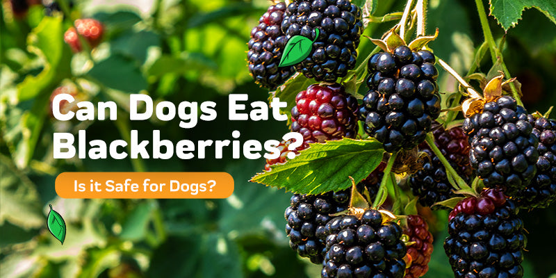 Can Dogs Eat Blackberries?