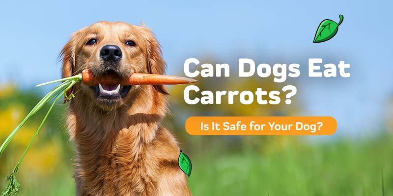 Can Dogs Eat Carrots?