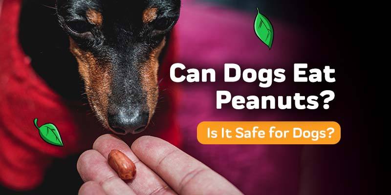 Can Dogs Eat Peanuts?