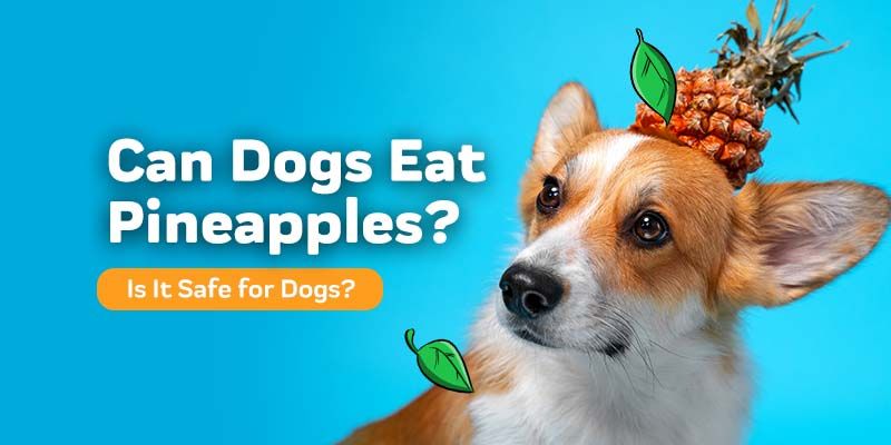 Can Dogs Eat Pinneaple?