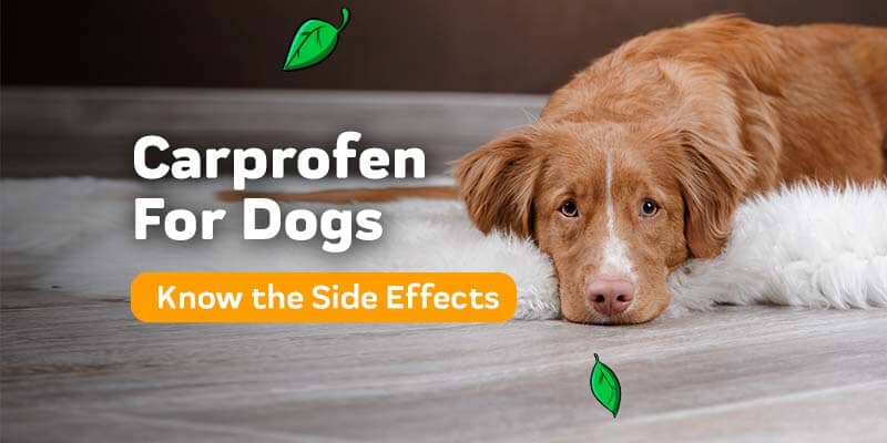 Carprofen For Dogs: The Side Effects To Be Aware Of