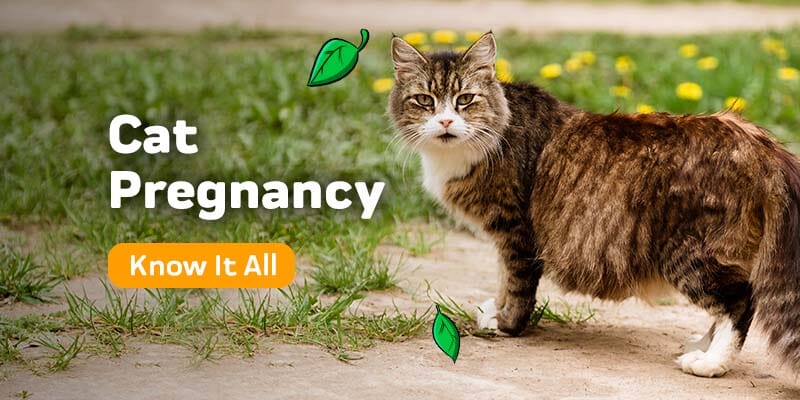 Cat Pregnancy