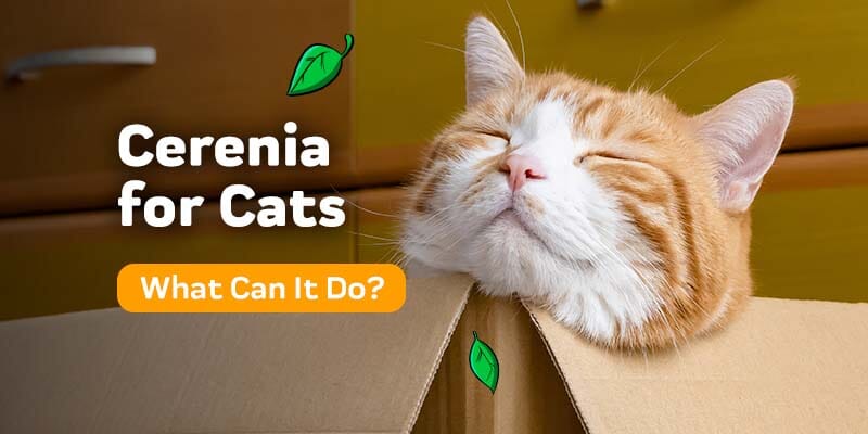 Cerenia for Cats