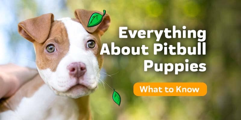 Pit Bull Puppies: Cute Pictures and Facts