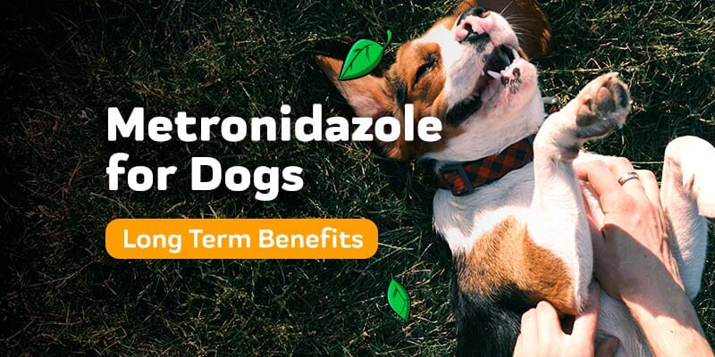 Prednisone for Dogs: Uses, Side Effects, Helpful Tips - Dr. Buzby's  ToeGrips for Dogs