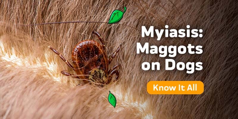 Myiasis: Maggots on Dogs