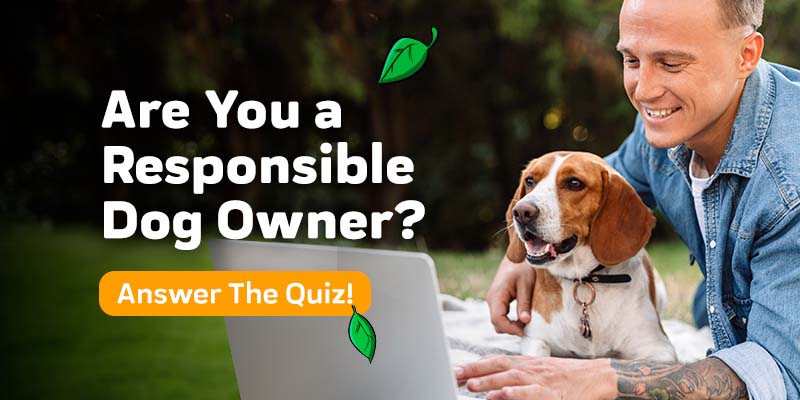 Quiz - Are you a Responsible Pet Owner?