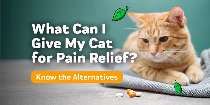 What Can I Give My Cat for Pain Relief?